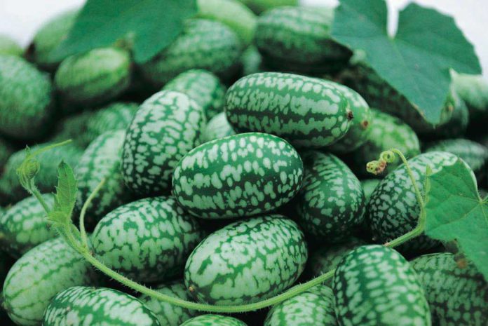 9 health benefit of cucamelon