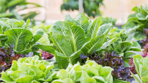 Cruciferous vegetables in garden 