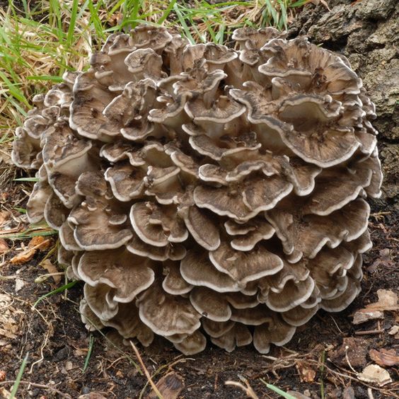 Maitake which have beta-glucan for anti-cancer