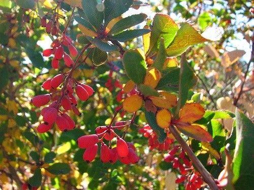 red american barberry