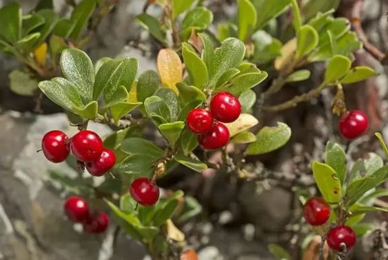 fresh bearberries