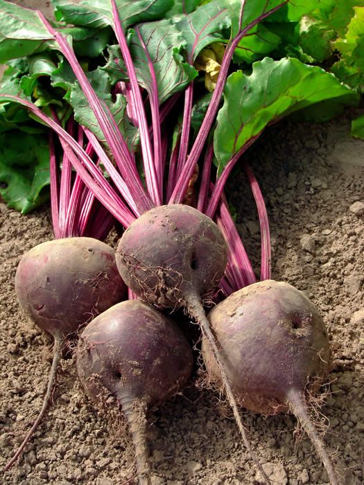 beetroot contain anthocyanin to help GERD condition