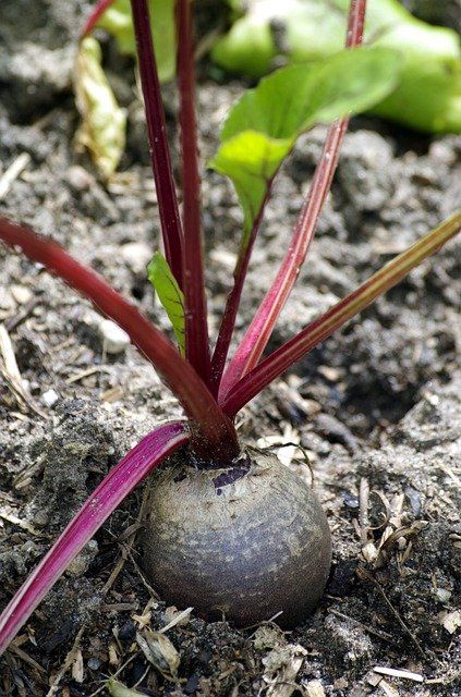 a beetroot with benefit for health