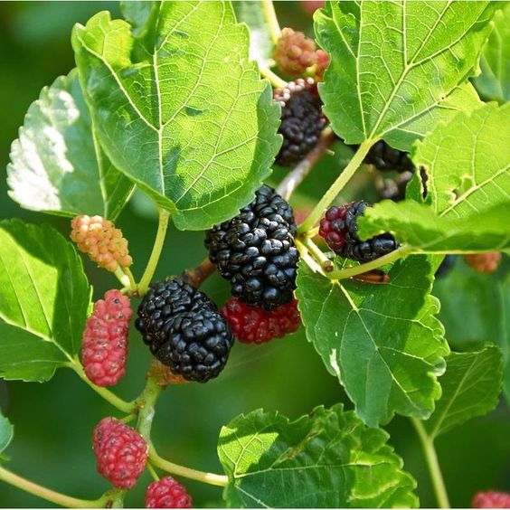 a shy black mulberry