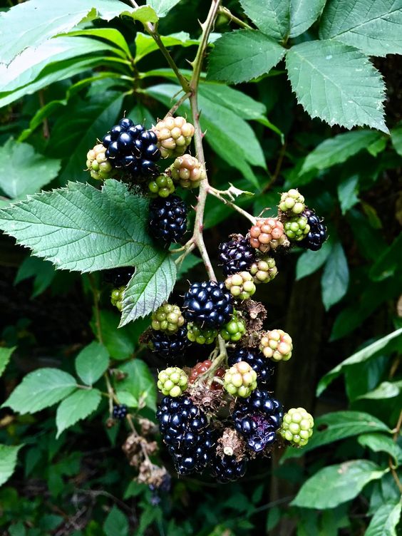 ripe and unripe blackberry