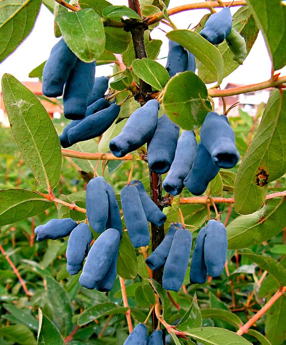 a bunch of blue honeysuckle