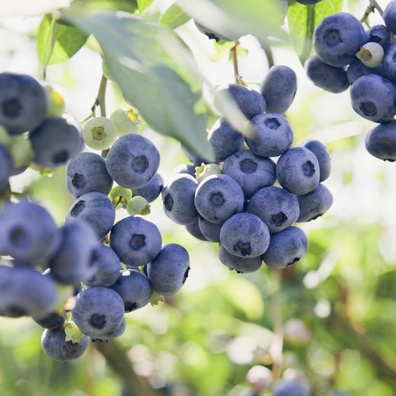 the cluster of blueberries with benefit for healthy body