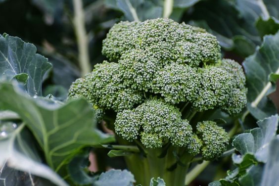 Broccoli with antioxidant compound