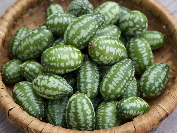 the bunch of cucamelon contain antioxidant properties