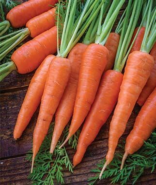 a bunch carrot contain beta-carotene compound