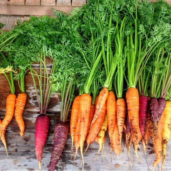 a bunch of carrots with beta-carotene properties