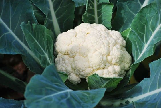 cauliflower with benefit for health