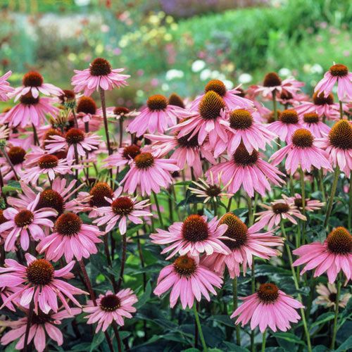 the group of coneflower