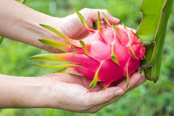 cultivating dragon fruit with care