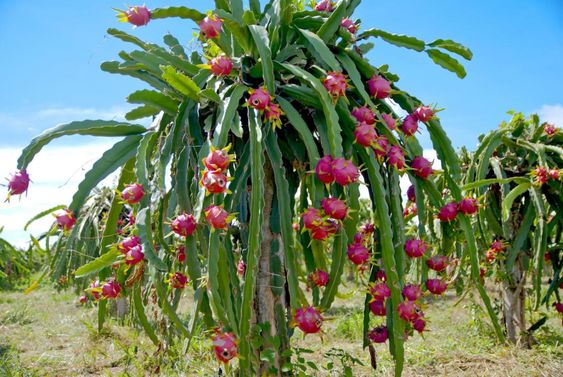 dragon fruit grow on cactus