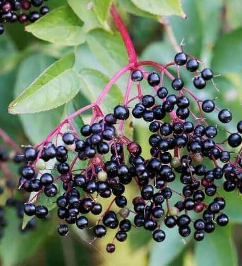 the cluster of black elderberry