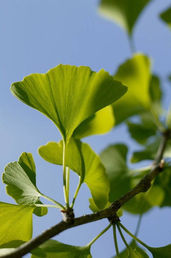 ginkgo biloba leaves 