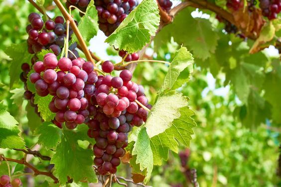 a cluster of grapes with full of nutrition