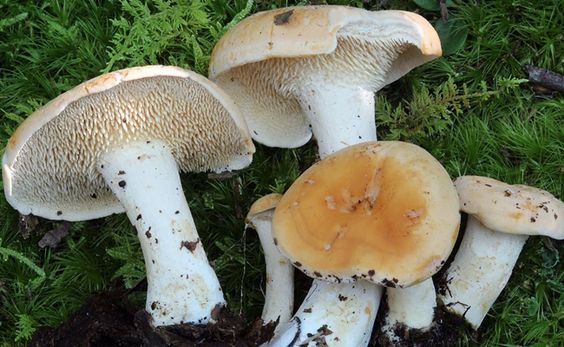 group of hedgehog Mushrooms