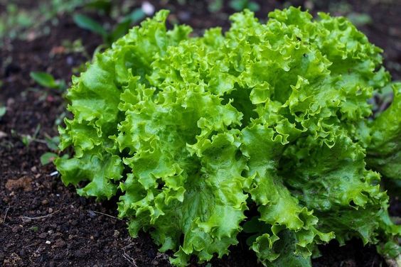 whole heirloom lettuce in garden 
