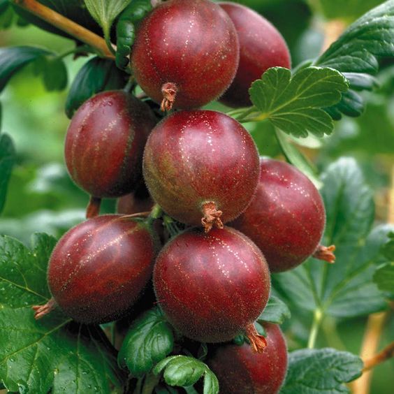 a cluster of hinnomaki red gooseberry