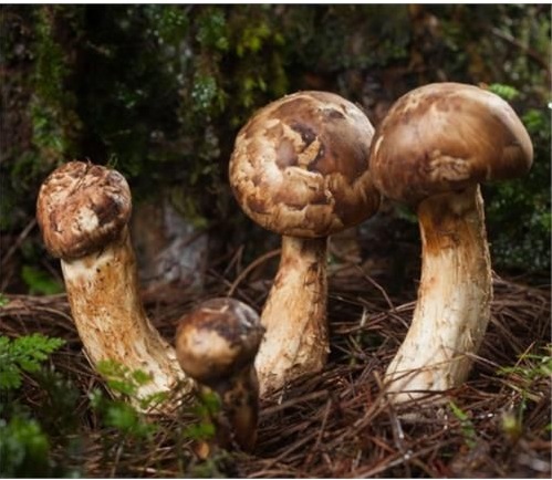 the of group of matsutake mushrooms