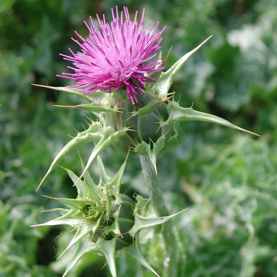 milk thistle that can cleanse your liver