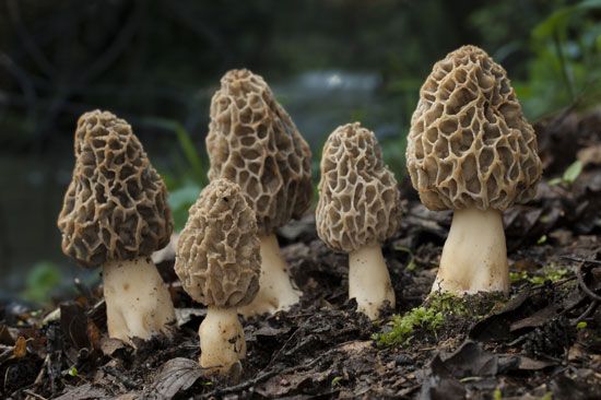 morel mushroom which have anti-cancer properties