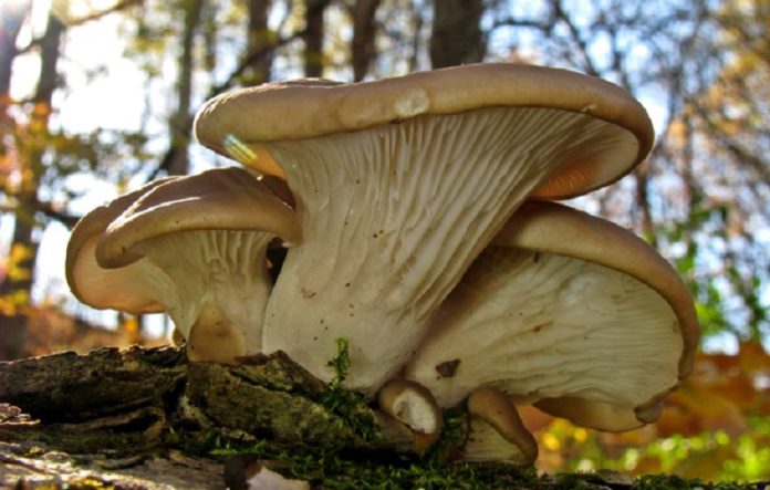 12-mushroom-which-have-benefit-for-health