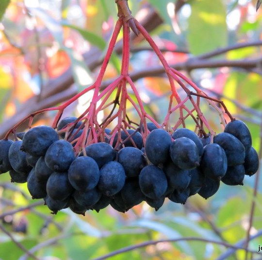 black nannyberry in evening