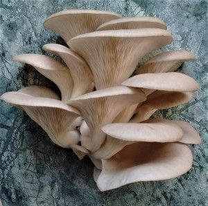 benefit of oyster mushroom to reduce blood sugar level
