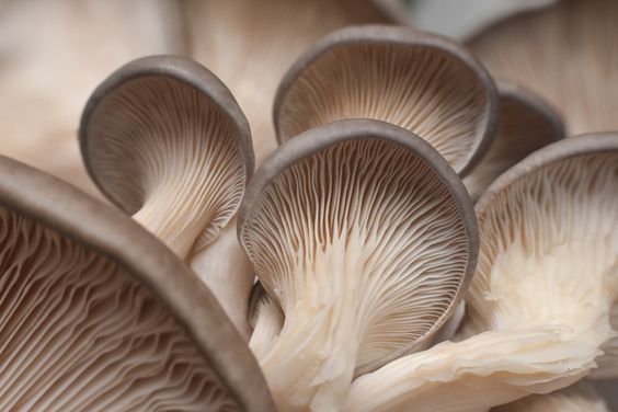 the cluster of oyster mushroom