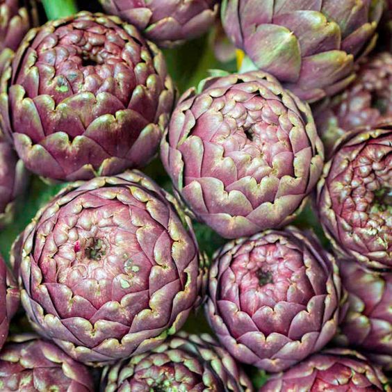 a group of purple artichoke