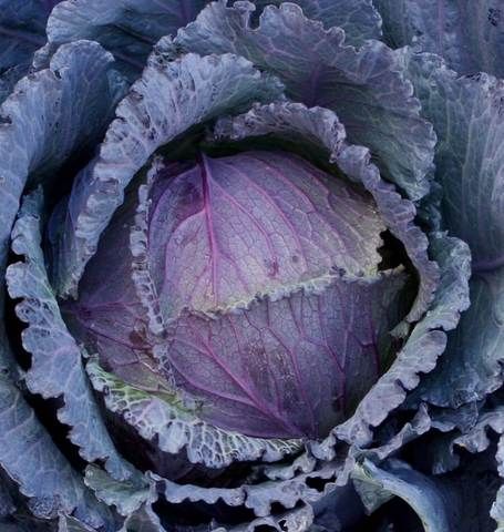 red cabbage with antioxidant properties