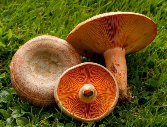 displayed saffron milkcaps mushroom