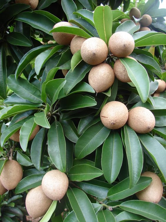 fresh sapodilla