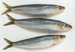 sardine with high cobalt