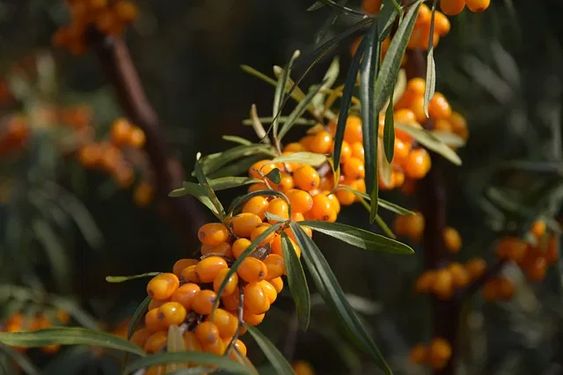 the group of sea buckthorn