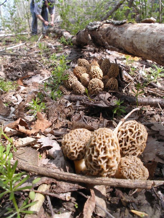 searching edible mushroom