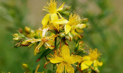 st john's wort benefit to detox your liver