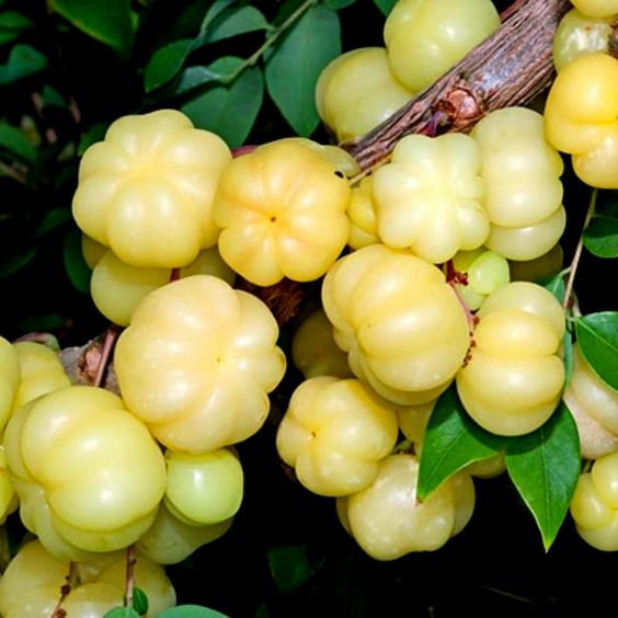 a cluster of star gooseberry
