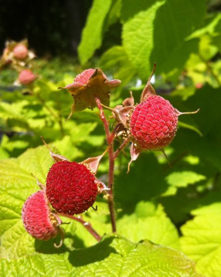 thimbleberry in the morning