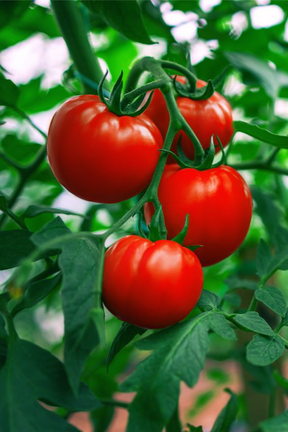 group of tomatoes with antioxidant properties