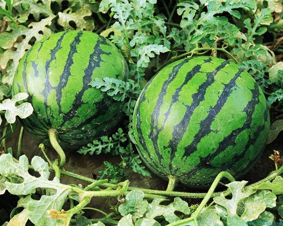 ripe watermelon in the garden