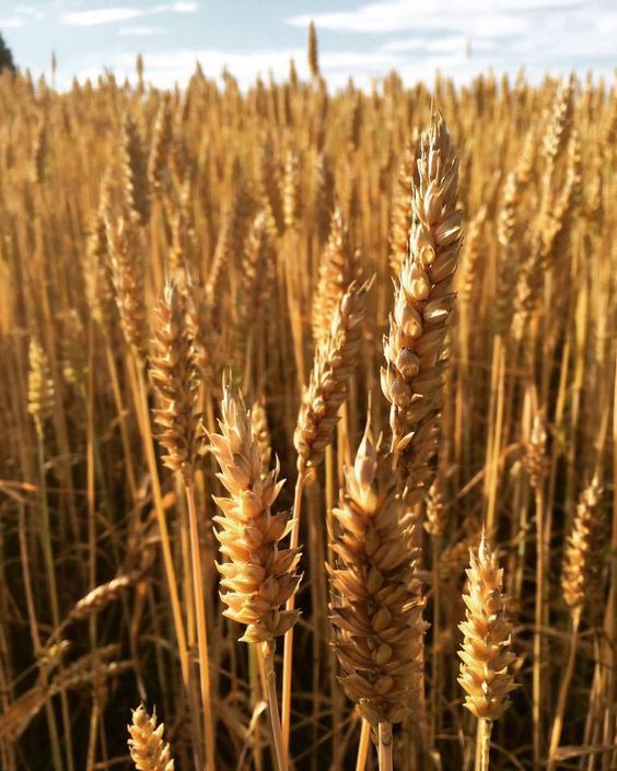 wheat in the field