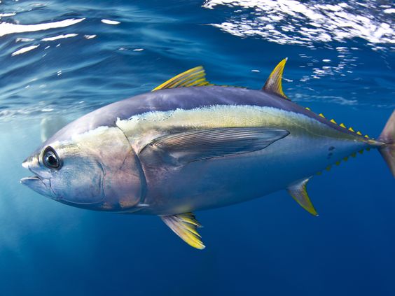 benefit of tuna for eyes health