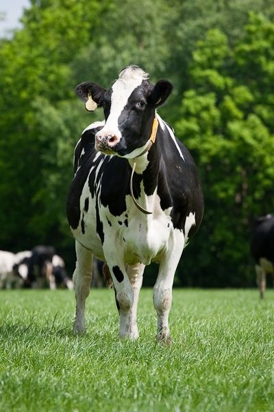 Cow contain taurine that good to maintain muscle strength
