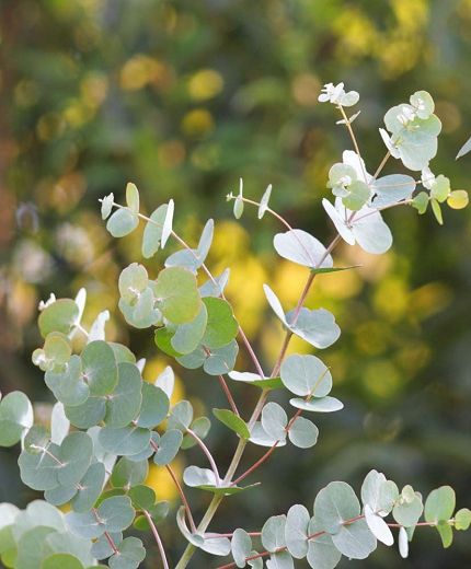 eucalyptus oil have volatile compound that help lessen pneumonia symptom