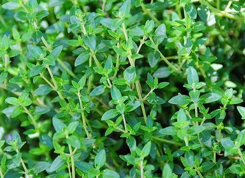 common fresh thyme vulgaris that can reduce the symptom of pneumonia