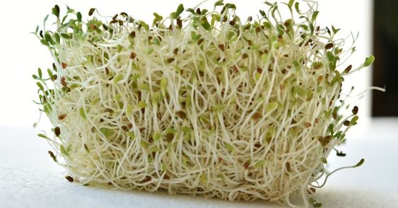 alfalfa sprout that have huge benefit to prevent infection